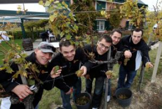 Capitals zur Weinlese im Weingut „Rotes Haus“ von Präsident Hans Schmid